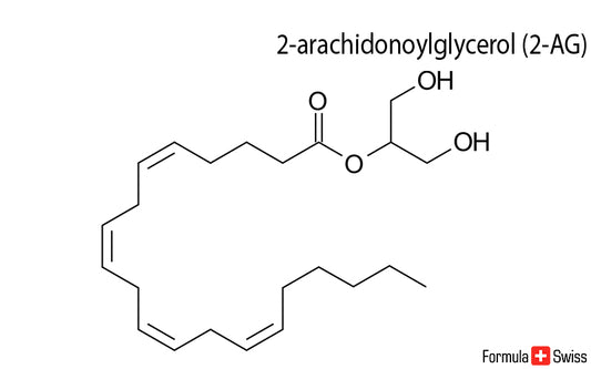 2-AG i anandamid - dwa ważne endokannabinoidy
