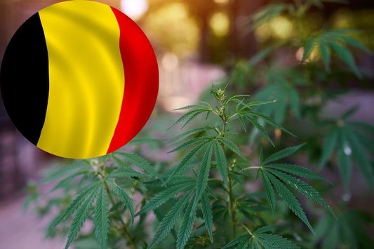 Belgijska droga do legalizacji marihuany