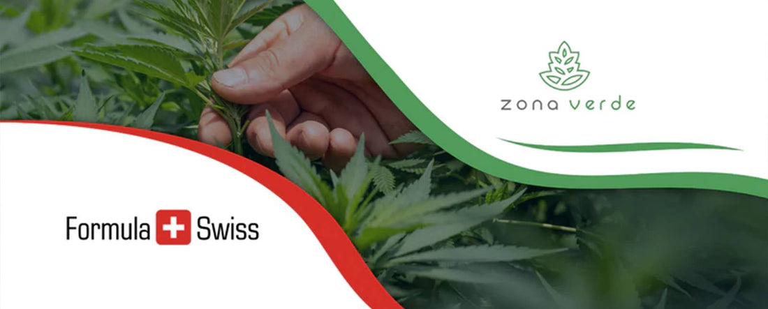 Formula Swiss współpracuje z wiodącym sprzedawcą detalicznym marihuany w Rumunii