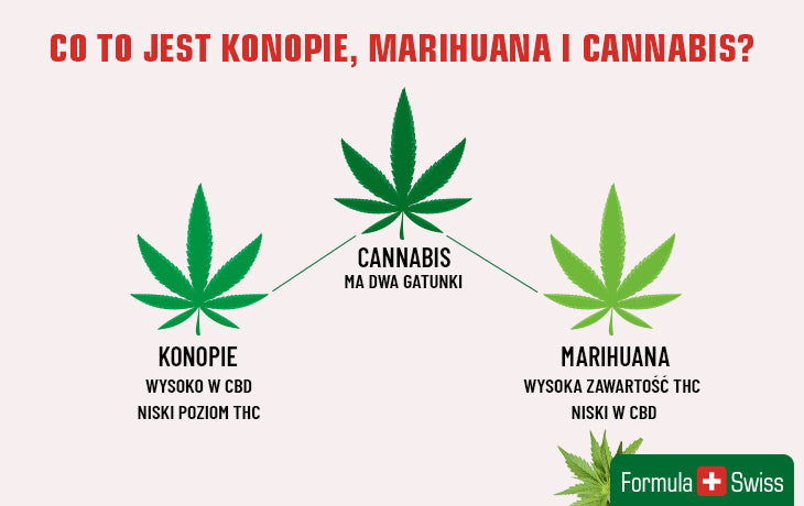 Czym jest konopia, marijuana i cannabis? Kompletny przewodnik pomocny w zrozumieniu cannabis