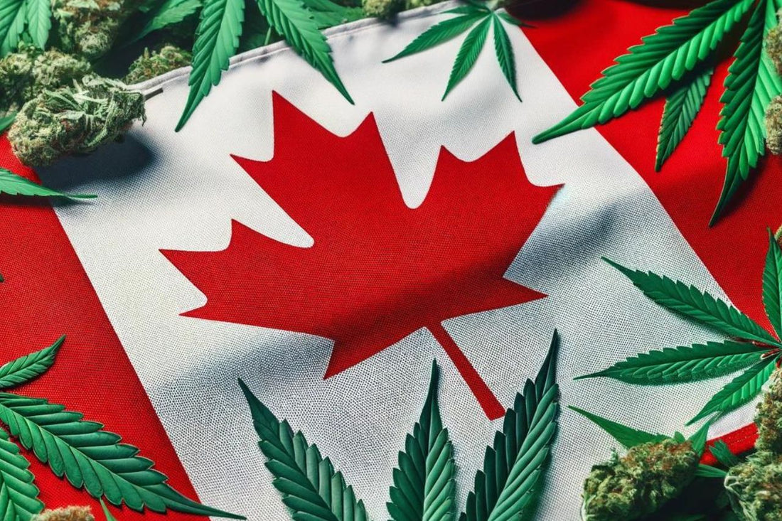Kanadyjska flaga i liście konopi