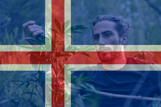 Islandia proponuje projekt medycznej marihuany