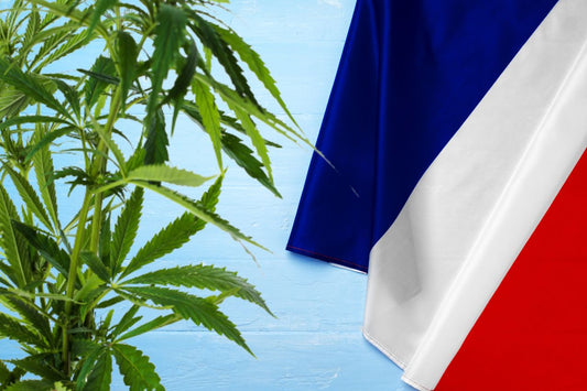 roślina konopi i flaga Francji