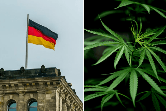 Niemcy przyglądają się sukcesowi kanadyjskiej marihuany