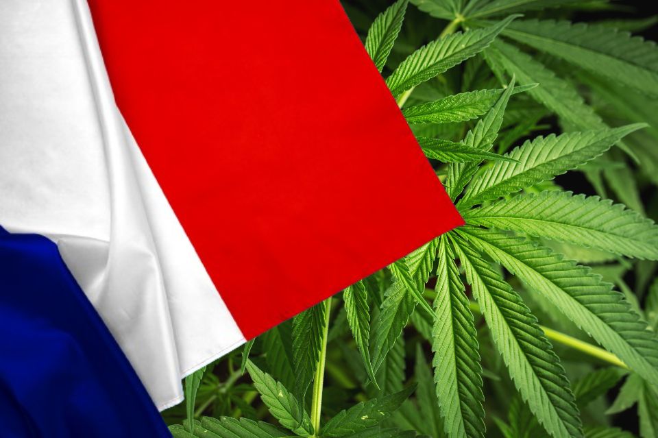 Flaga Francji na tle liści konopi indyjskich