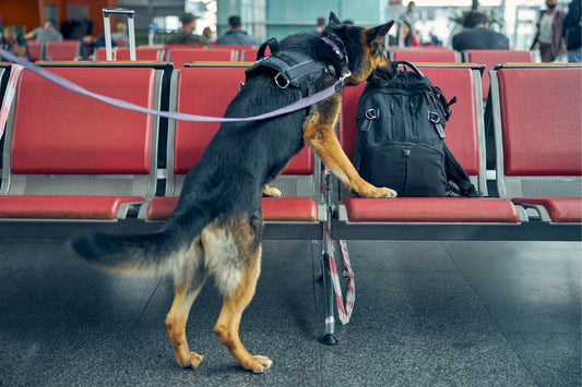 Pies policyjny wącha plecak