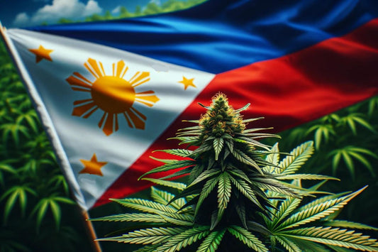 Roślina konopi i flaga Filipin