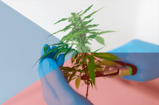 Czeska legalizacja marihuany w ETS