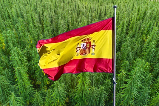 Flaga Hiszpanii na tle pola konopi