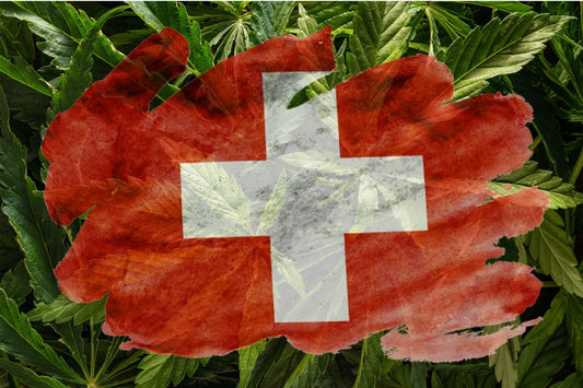 Flaga Szwajcarii z konopiami indyjskimi w tle