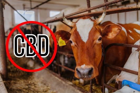 Zakaz stosowania CBD w gospodarstwach mlecznych