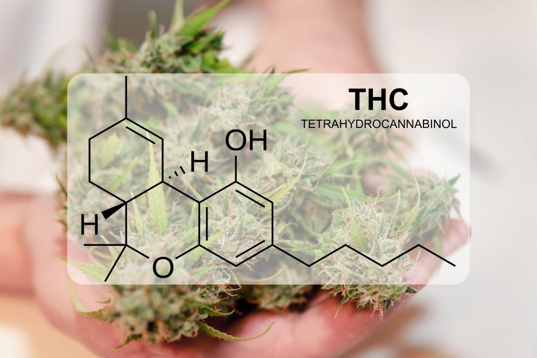 Czym jest THC (Tetrahydrokannabinol)?