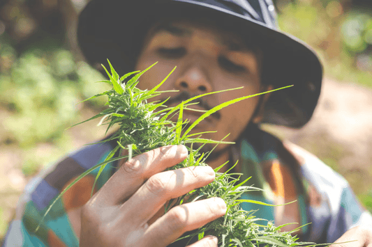 Legalizacja marihuany w Tajlandii