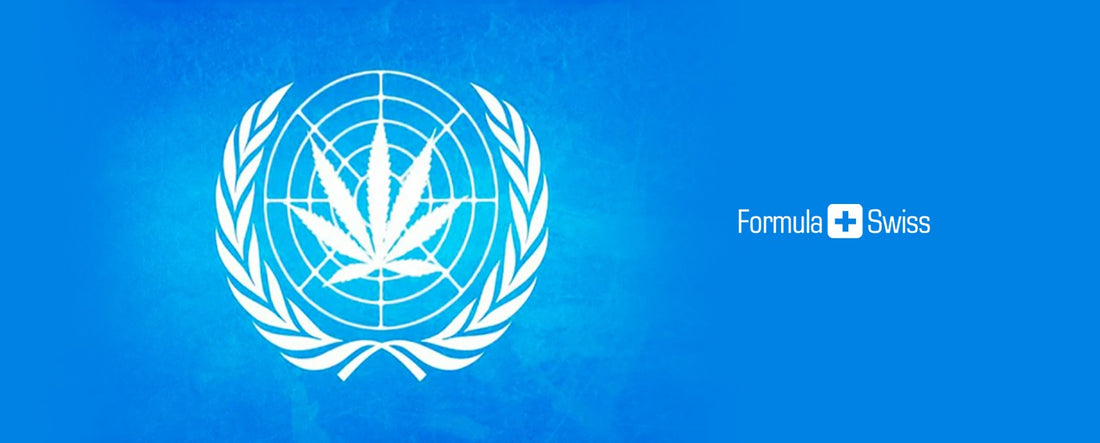 Panel ONZ publikuje pierwszy w historii przegląd marihuany